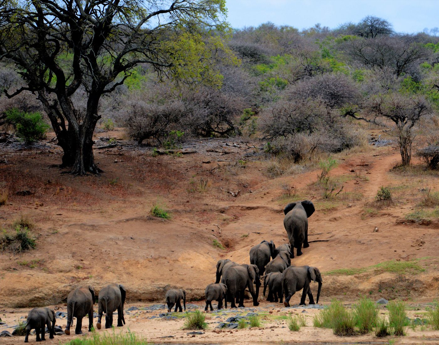 South Africa gallery 2