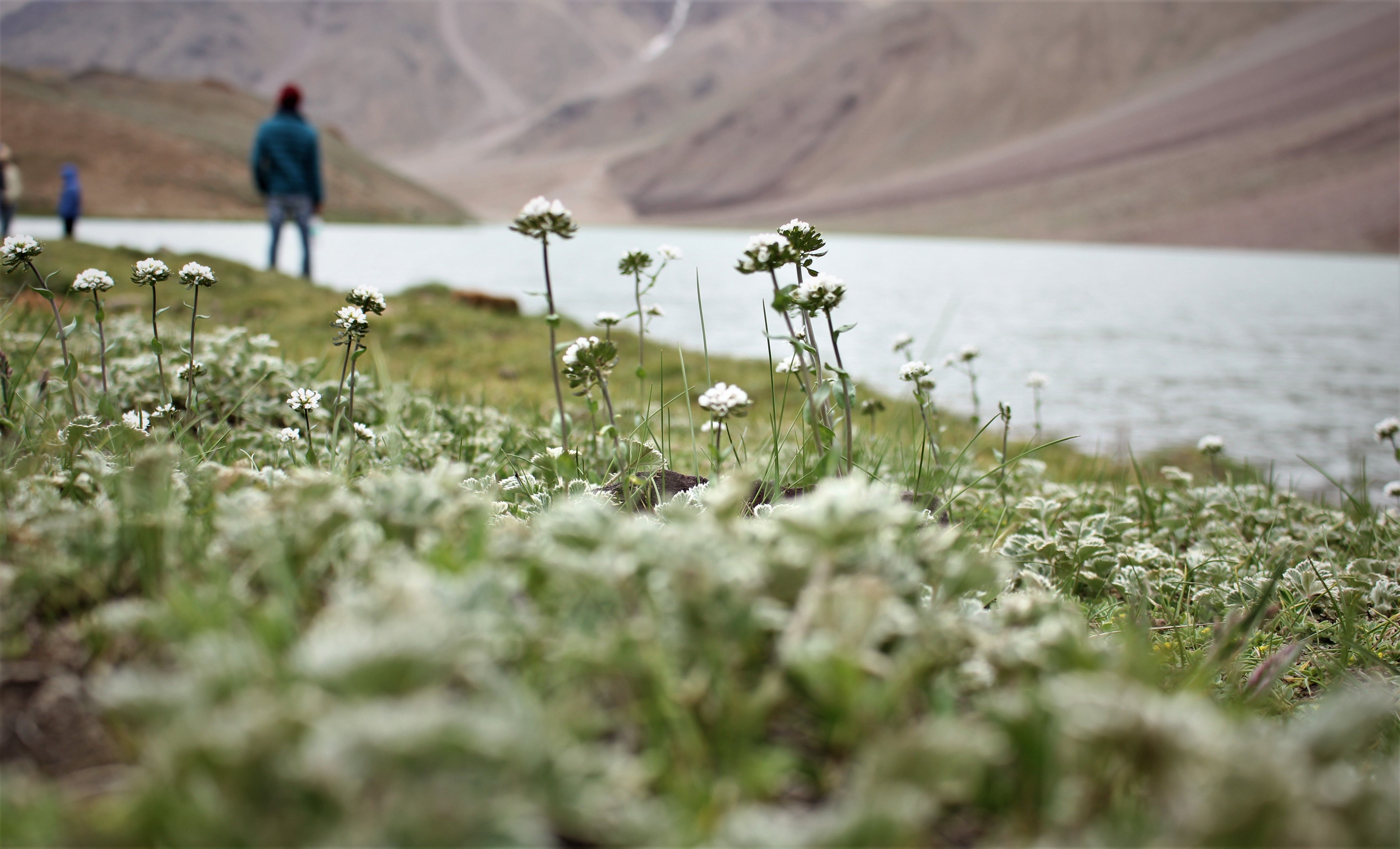 Himachal Pradesh gallery 2