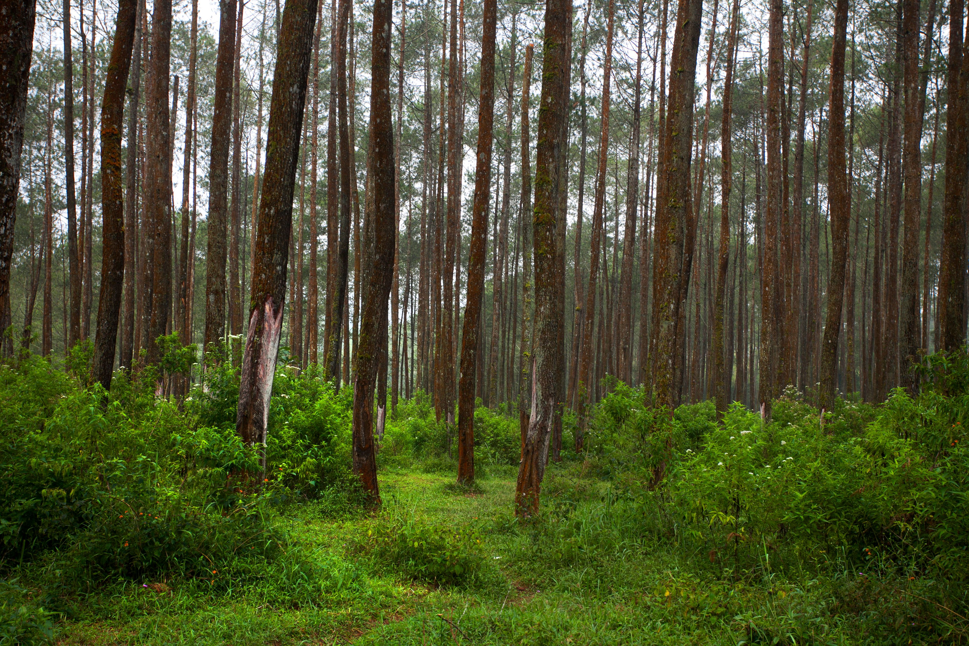 Himachal Pradesh gallery 4