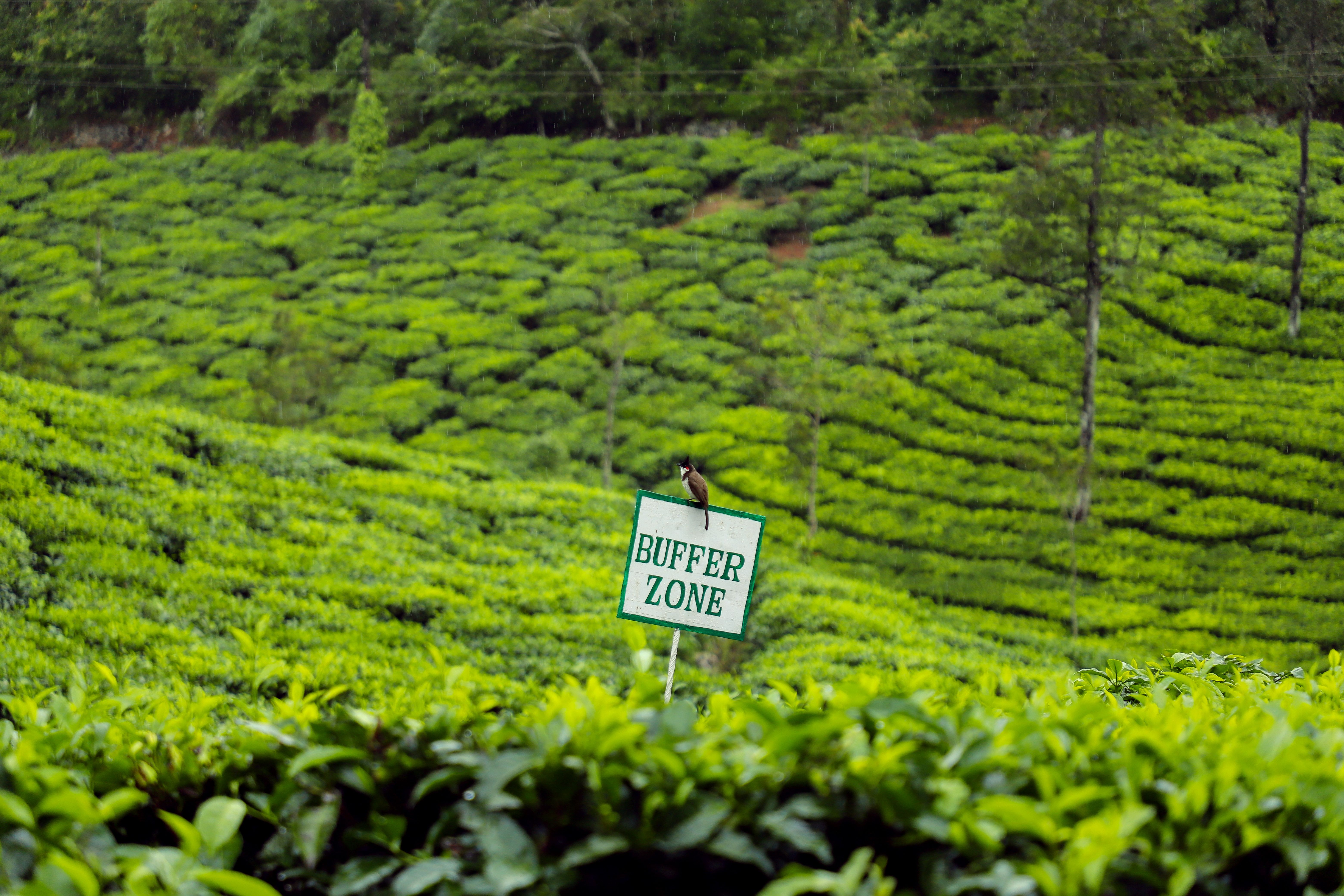 Kerala gallery 3