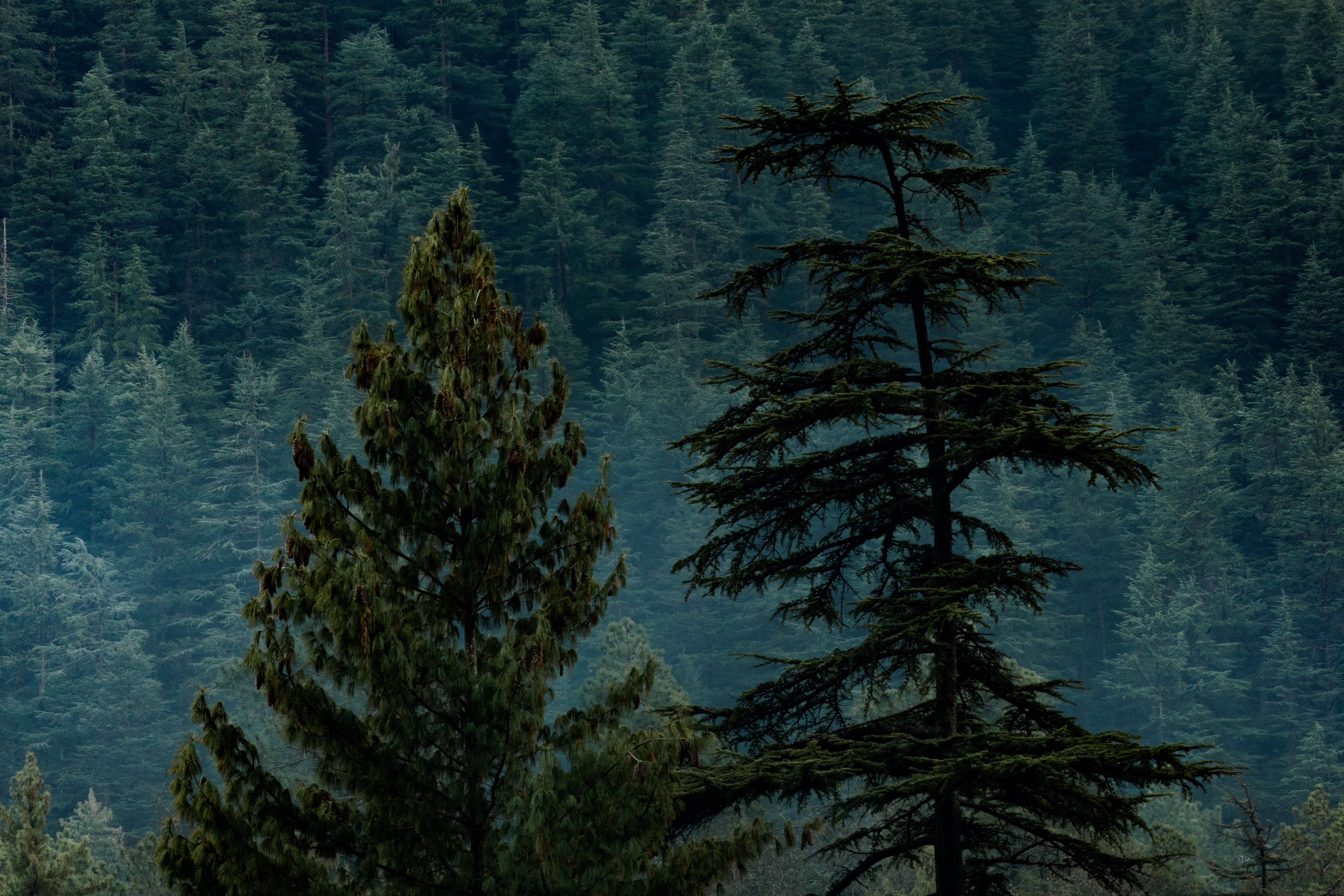 Himachal Pradesh gallery 2